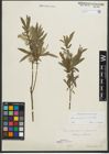 Foto von Salix purpurea L. x Salix viminalis L.